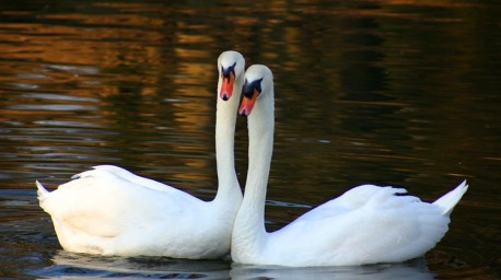 750x-crvenokljuni_labud_cygnus_olor.jpg