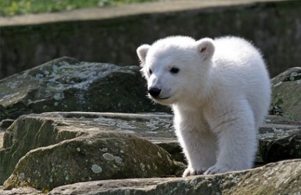 Knut, polarni medvjed, Wikipedia