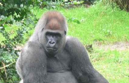 Gorila, wikipedia